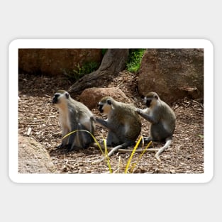 Vervet Monkeys - You Scratch My Back... Sticker